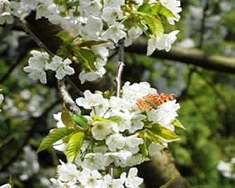 Schmetterling
